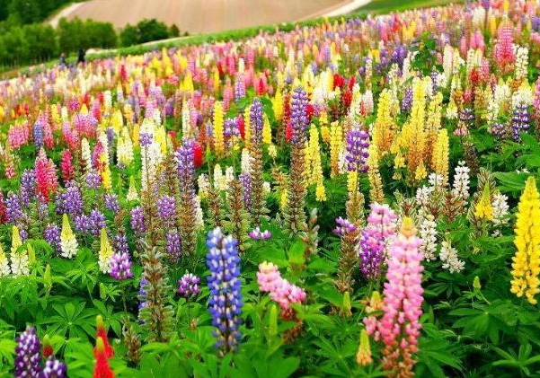 1636977923192259.jpg image.jpg