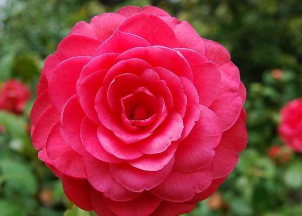 1636978428295151.jpg image.jpg