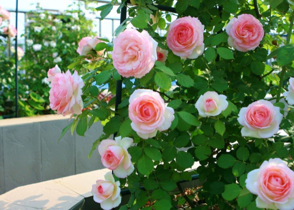 1636978446877528.jpg image.jpg