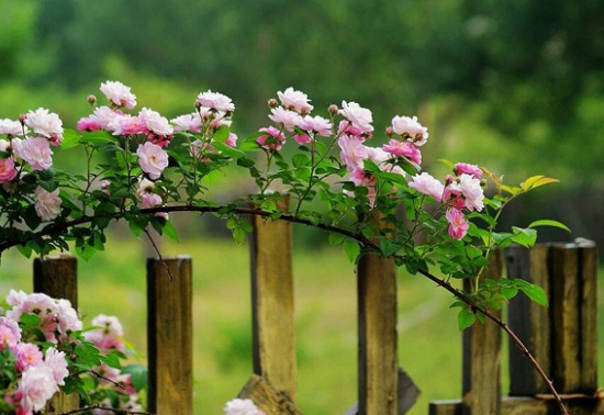 1636979844223720.jpg image.jpg