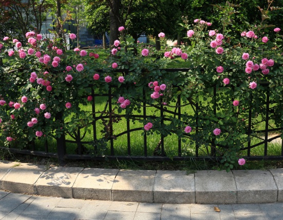 1636979867803068.jpg image.jpg