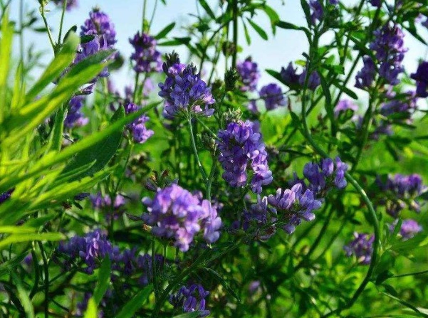 1637020840359366.jpg image.jpg