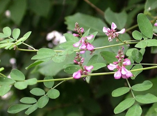 1637021103917908.jpg image.jpg