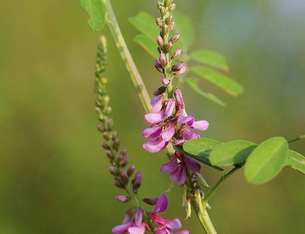 1637021119891932.jpg image.jpg