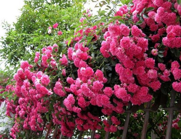 1637022322653371.jpg image.jpg