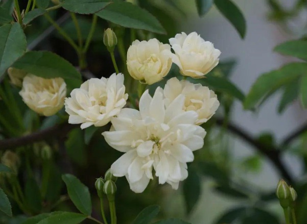 1637022334695105.jpg image.jpg