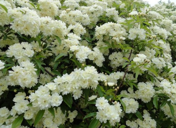 1637022343942475.jpg image.jpg