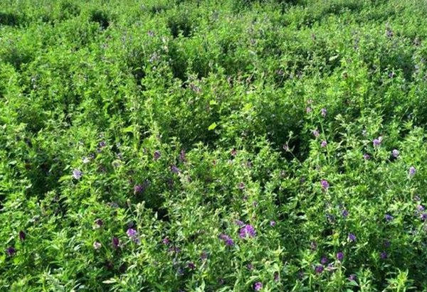 1637026343539163.jpg image.jpg