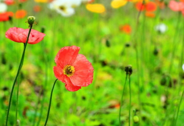 1637029390469236.jpg image.jpg