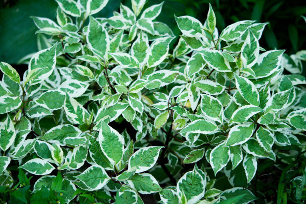 1637057894281964.jpg 1637057894281964.jpg