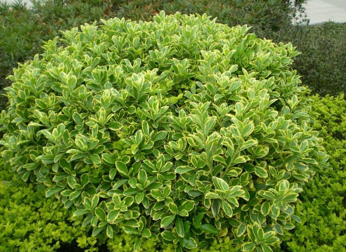 1637057948995174.jpg 1637057948995174.jpg