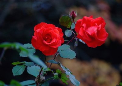 1637230029104649.jpg 1637230029104649.jpg