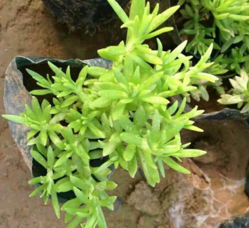 1637249180285515.jpg 1637249180285515.jpg