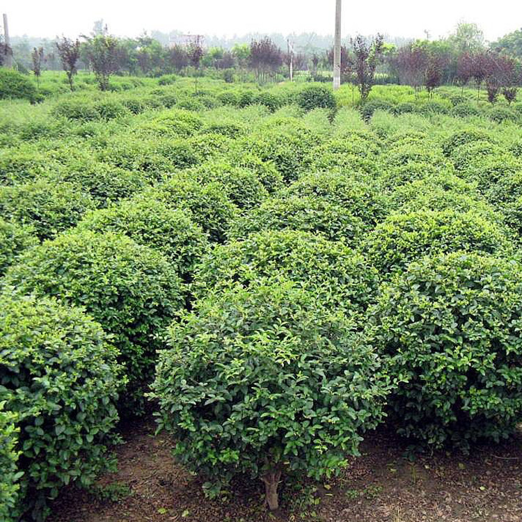 1637371729110399.jpg 1637371729110399.jpg