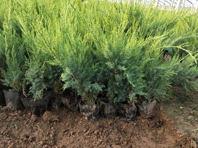 1637374480544538.jpg 1637374480544538.jpg