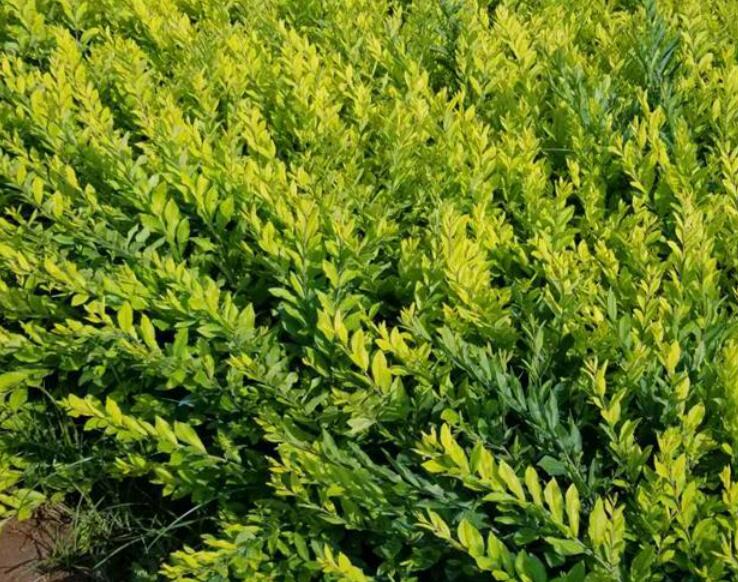 1637479418600750.jpg 1637479418600750.jpg