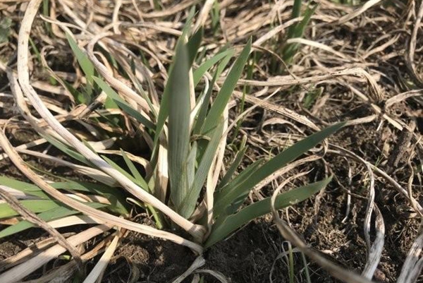 金娃娃萱草 金娃娃萱草