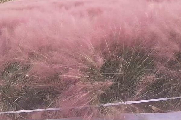 粉黛亂子草 粉黛亂子草