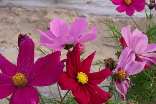 格?；?/></p><p style=