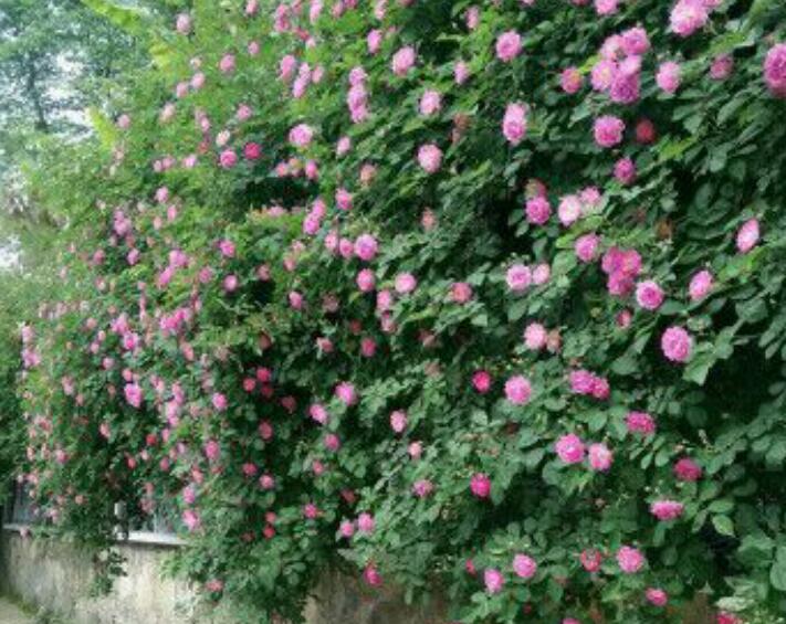 1637936292678487.jpg 1637936292678487.jpg