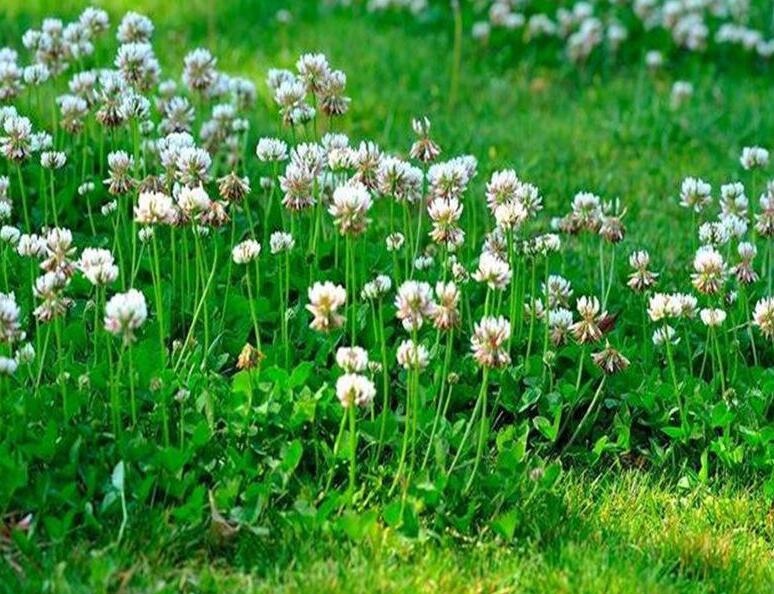 1638110293200673.jpg 白三葉2222222222222222.jpg