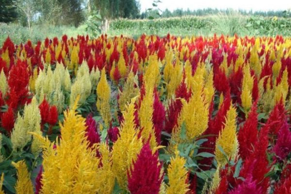 金雞冠花 金雞冠花