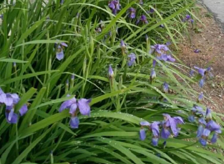 1638172331488383.jpg 馬蓮111111111111111.jpg