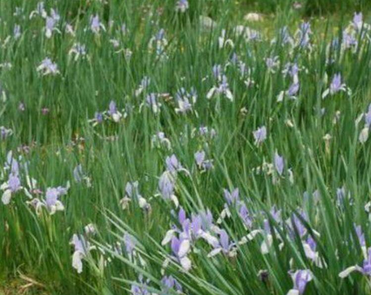 1638172367964465.jpg 馬蓮333333333333333.jpg