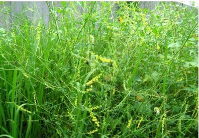 1638323629964076.jpg 1638323629964076.jpg