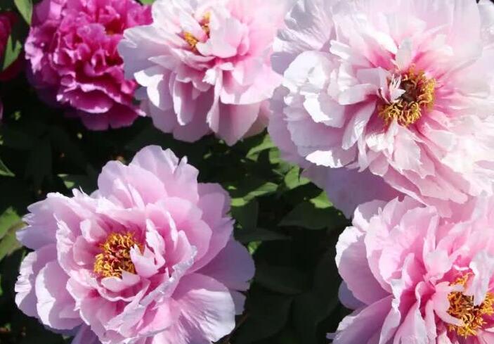 1638355515697696.jpg 牡丹11111111111111111.jpg