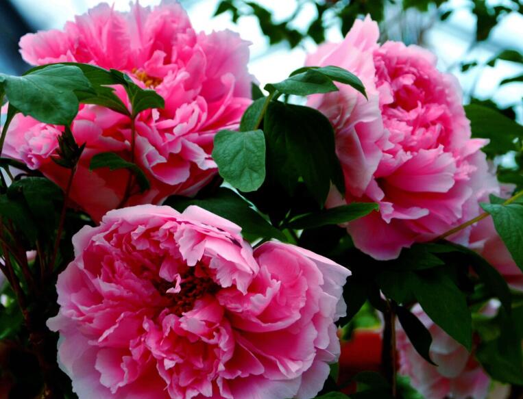 1638355633396795.jpg 牡丹3333333333333.jpg