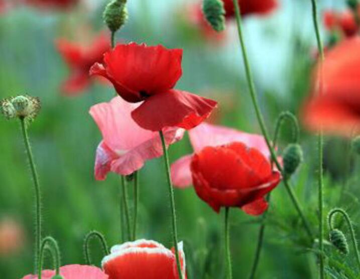 1638425316976090.jpg 1638425316976090.jpg