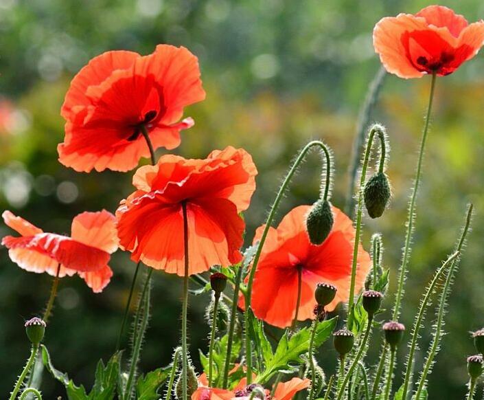 1638425332988156.jpg 1638425332988156.jpg