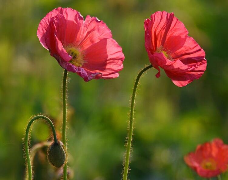 1638425350990940.jpg 1638425350990940.jpg