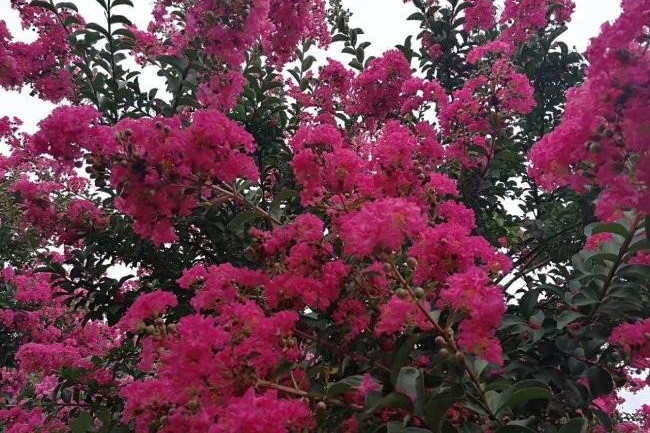 紫薇花 紫薇花