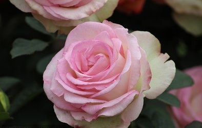 1639388675233644.jpg 1639388675233644.jpg