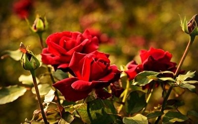 1639388724924807.jpg 1639388724924807.jpg