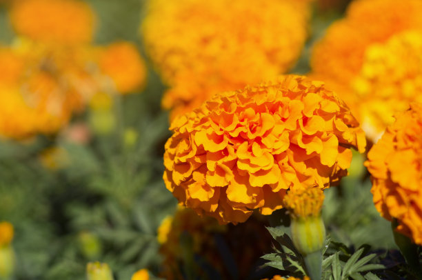 1639389312800695.jpg 1639389312800695.jpg