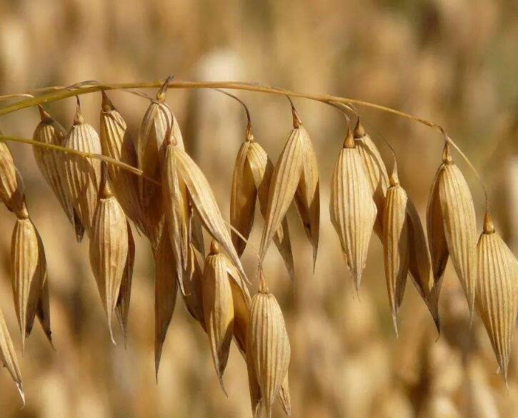 1639462143361258.jpg 1639462143361258.jpg