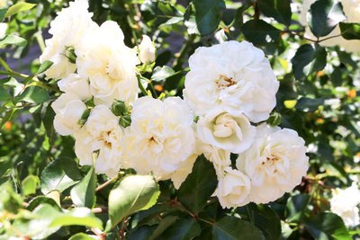 1639553645742173.jpg 1639553645742173.jpg