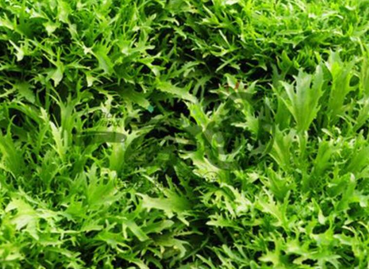 1639877172769825.jpg 5555555555555555.jpg