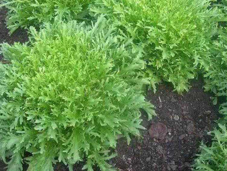 1639877179520928.jpg 6666666666666666666.jpg