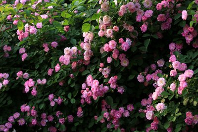 1639910908945266.jpg 1639910908945266.jpg