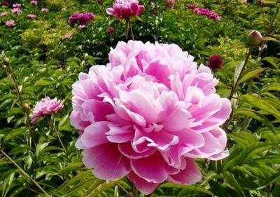 1639911299818921.jpg 1639911299818921.jpg