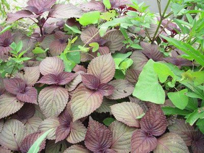 1639912417412954.jpg 1639912417412954.jpg