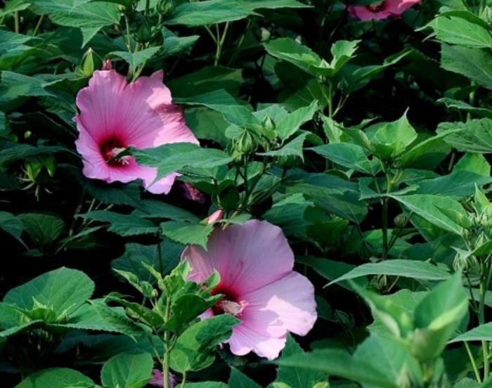 大花秋葵 大花秋葵