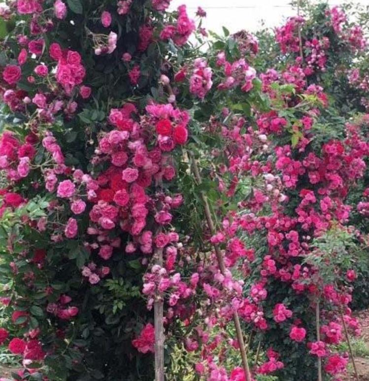 爬藤月季 爬藤月季