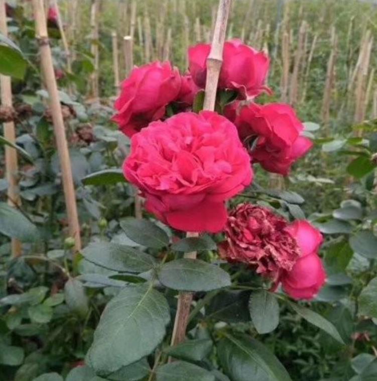 爬藤月季 爬藤月季