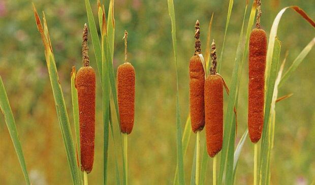 1640072420666825.jpg 1640072420666825.jpg