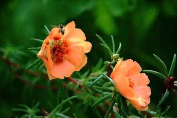 1640153413127108.jpg 半支蓮3.jpg